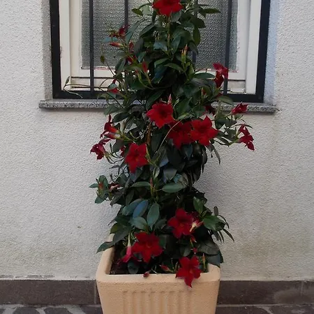 Apartman Karmen *